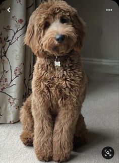 a brown dog sitting on top of a carpet next to a window