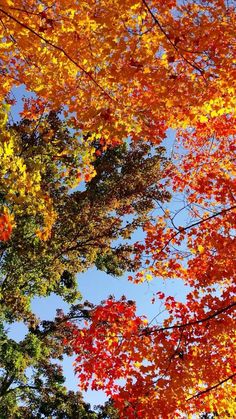 trees with orange, yellow and red leaves in the fall season against a blue sky