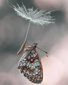 a butterfly is hanging upside down on a dandelion