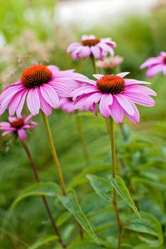 three pink flowers with green leaves in the background