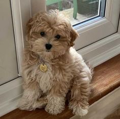 a small brown dog sitting on top of a window sill next to a door