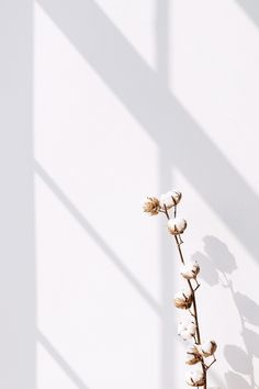 a white vase filled with flowers on top of a wooden table next to a wall