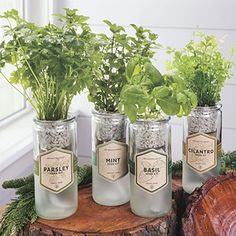 four mason jars with herbs in them sitting on a tree stump