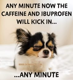 a small dog sitting on top of a bed next to a quote that says, any minute now the caffeine and buproen will kick in