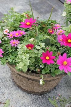 a potted plant with pink and yellow flowers on the ground next to other plants