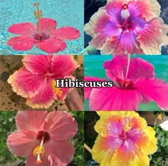 four different types of flowers with the words hibiscuses