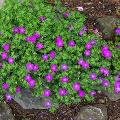 small purple flowers growing in the middle of some rocks