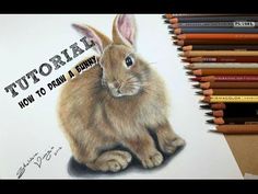 a drawing of a rabbit with colored pencils