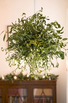 a potted plant hanging from the ceiling in front of a book shelf with candles