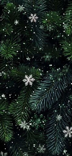 snowflakes and pine needles on a black background