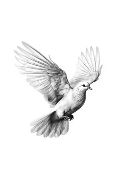 a black and white photo of a bird flying in the air with its wings spread