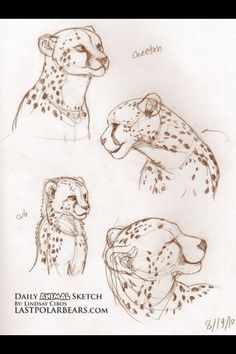 three drawings of cheetah and leopard heads