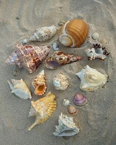 many different seashells are on the sand