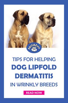 two dogs sitting next to each other with the words tips for helping dog lipfold dermatists in wrinkly breeds