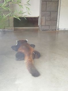 a brown and black dog laying on top of a floor next to a green plant