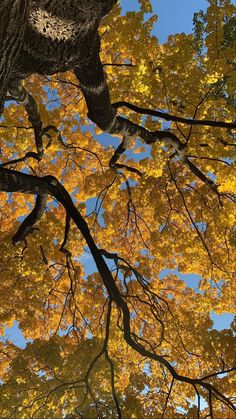 looking up at the canopy of an autumn tree