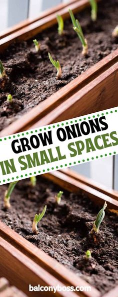 small green plants growing in the ground with text overlay that reads grow onions in small spaces