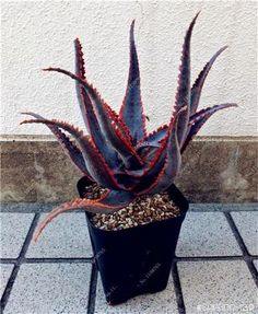 a potted plant sitting on top of a tile floor next to a white wall