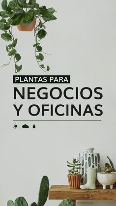 some plants are sitting on a shelf with the words plantas para negocios y officinas