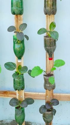 there are many plants growing in the bottles