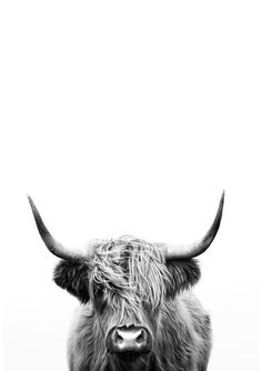 a black and white photo of a cow with long horns