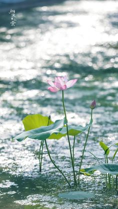 two pink water lilies in the middle of some water