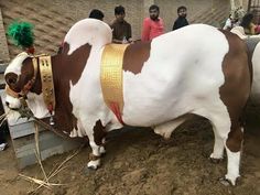 a brown and white cow standing on top of a pile of dirt next to people