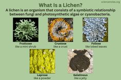 Types Of Lichen, Botany Facts, Fungi Facts, Lichen Art, Learn Biology, Types Of Fungi, Lichen Moss