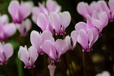 pink and white flowers are blooming in the garden