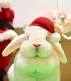 a white rabbit wearing a santa claus hat