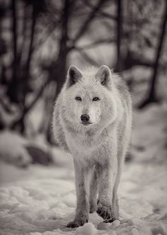 a white wolf standing in the snow with trees in the backgrouds behind it