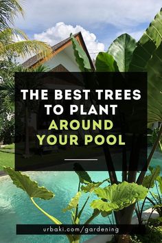 the best trees to plant around your pool are you looking for some shade and greenery?