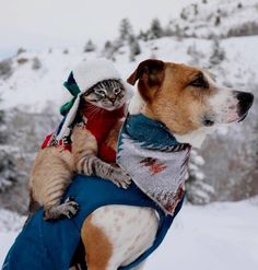 a dog carrying a cat on his back in the snow with words bon appres - mid