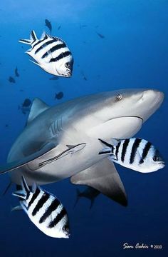 several black and white striped sharks swimming in the ocean