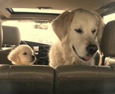 two dogs sitting in the back seat of a car