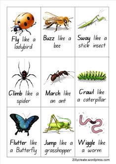 the different types of bugs and insects are shown in this printable worksheet