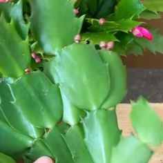 a hand is holding a plant with pink flowers in it and green leaves are on the table