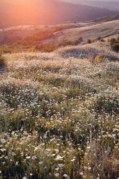 the sun shines brightly over a field full of wildflowers