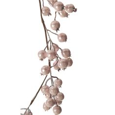 some pink berries are hanging from a branch