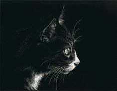 a black and white photo of a cat