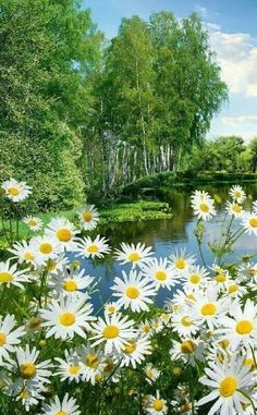 white daisies are in the foreground and green trees on the far side of the pond