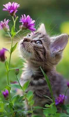 a small kitten is looking up into the sky while surrounded by purple wildflowers