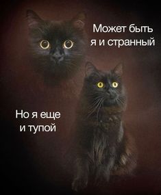 two black cats sitting next to each other in front of a dark background with words written below