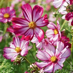 pink and white flowers are in the grass