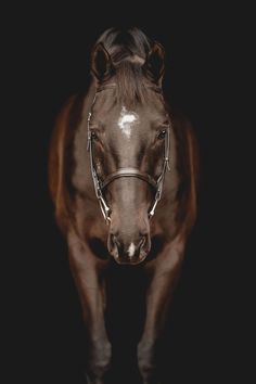 a brown horse is standing in the dark