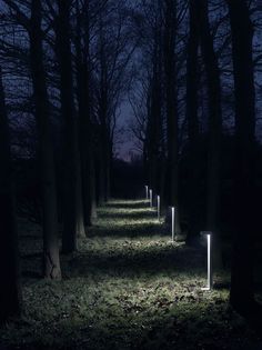 several lights are lit up on the ground in the dark forest at night, with trees and grass all around