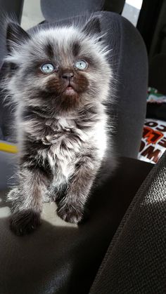 a fluffy kitten with blue eyes sitting on the floor looking up at something in the air