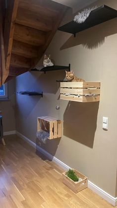 two cats sitting on top of wooden shelves in a room with hard wood flooring