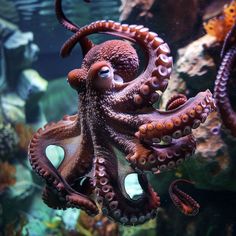 Octopus Images: Build Virtual Worlds with Nature's Palette Deep Sea Diver Art, Octopus Photography, Octopus Photos, Octopus Pictures, Cool Sea Creatures, Octopus Images, Sea Peoples, Diver Art, Octopus Tattoo Design