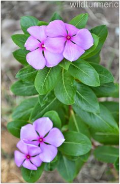 purple flowers with green leaves in the foreground